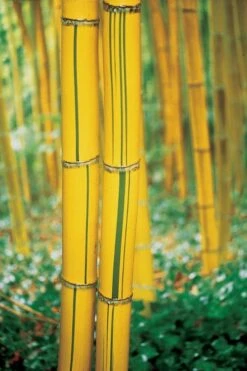 Robert Young Golden Bamboo (Phyllostachys Viridis 'Robert Young') - 3 Gallon Pot (4-6'+) 13 Robert Young Golden Bamboo (Phyllostachys Viridis 'Robert Young') - 3 Gallon Pot (4-6'+) -Plant Shop Bamboo Robert Young 9