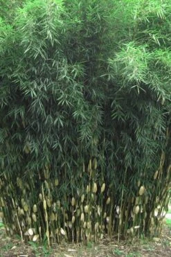 Robust Bamboo - Fargesia Robusta - 1 Gallon Pot 14 Robust Bamboo - Fargesia Robusta - 1 Gallon Pot -Plant Shop Bamboo Robusta 1 1