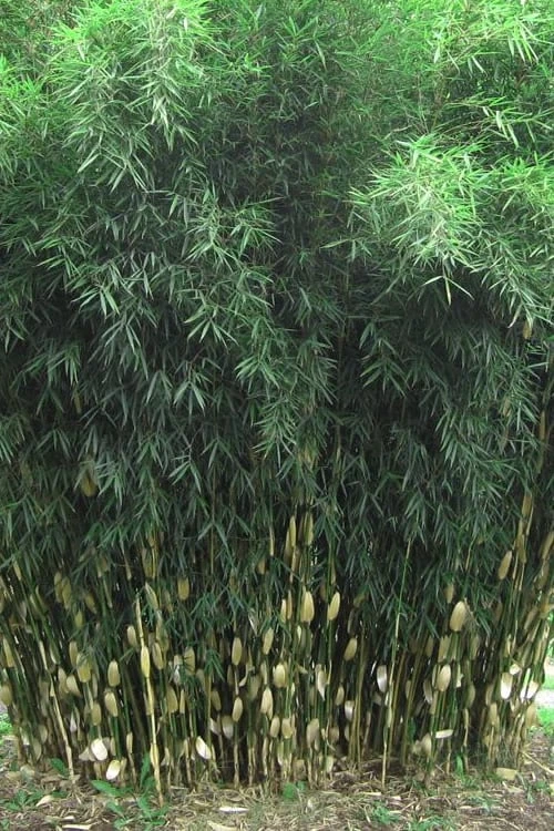 Robust Bamboo - Fargesia Robusta - 1 Gallon Pot 8 Robust Bamboo - Fargesia Robusta - 1 Gallon Pot - Image 6