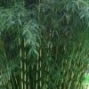 Robust Bamboo - Fargesia Robusta - 1 Gallon Pot -Plant Shop Bamboo Robusta 3 1