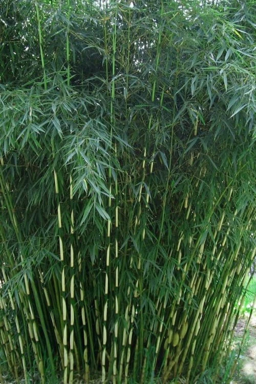 Robust Bamboo - Fargesia Robusta - 1 Gallon Pot 3 Robust Bamboo - Fargesia Robusta - 1 Gallon Pot