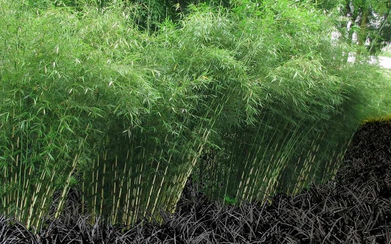 Robust Bamboo - Fargesia Robusta - 3 Gallon Pot 7 Robust Bamboo - Fargesia Robusta - 3 Gallon Pot - Image 5