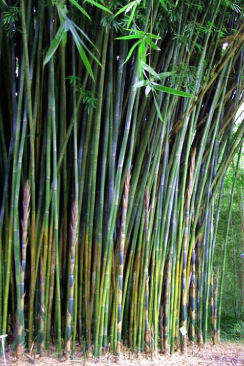 Giant Weavers Royal Bamboo (Wong Chuk) - Bambusa Textilis 'Kanapaha' - 3 Gallon Pot 3 Giant Weavers Royal Bamboo (Wong Chuk) - Bambusa Textilis 'Kanapaha' - 3 Gallon Pot