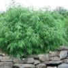 Dragons Head Bamboo - Fargesia Dracocephala 'Rufa' - 1 Gallon Pot 1 Dragons Head Bamboo - Fargesia Dracocephala 'Rufa' - 1 Gallon Pot -Plant Shop Bamboo Rufa 10
