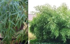 Dragons Head Bamboo - Fargesia Dracocephala 'Rufa' - 1 Gallon Pot -Plant Shop Bamboo Rufa 2 1