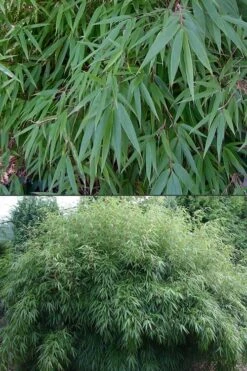 Dragons Head Bamboo - Fargesia Dracocephala 'Rufa' - 1 Gallon Pot -Plant Shop Bamboo Rufa 500x750 1