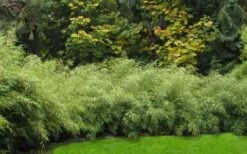 Dragons Head Bamboo - Fargesia Dracocephala 'Rufa' - 1 Gallon Pot -Plant Shop Bamboo Rufa Hedge 1