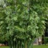 Seabreeze Bamboo - Bambusa Malingensis - 3 Gallon Pot -Plant Shop Bamboo Seabreeze 1 1