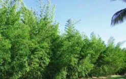 Seabreeze Bamboo - Bambusa Malingensis - 2 Gallon Pot -Plant Shop Bamboo Seabreeze 2