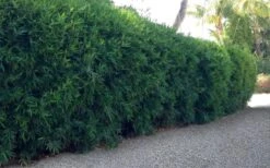 Seabreeze Bamboo - Bambusa Malingensis - 3 Gallon Pot -Plant Shop Bamboo Seabreeze 3 1