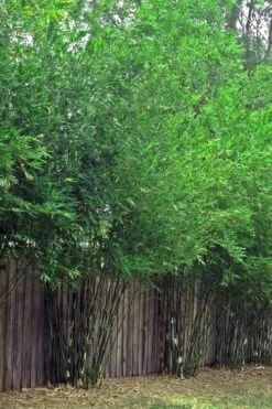 Seabreeze Bamboo - Bambusa Malingensis - 3 Gallon Pot -Plant Shop Bamboo Seabreeze 4 1