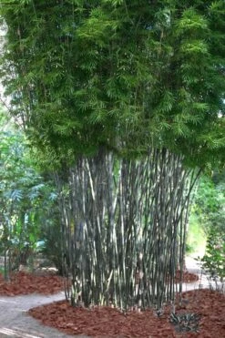 Silk Bamboo - Bambusa Textilis 'Glabra' - 2 Gallon Pot -Plant Shop Bamboo Silk 5