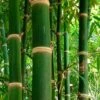 Solid Stem Bamboo - Phyllostachys Heteroclada - 3 Gallon Pot (2-4') 1 Solid Stem Bamboo - Phyllostachys Heteroclada - 3 Gallon Pot (2-4') -Plant Shop Bamboo Solid Stem
