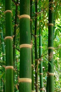Solid Stem Bamboo - Phyllostachys Heteroclada - 3 Gallon Pot (2-4')