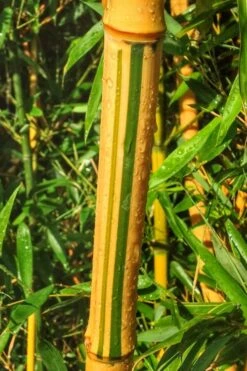 Green Groove Golden Bamboo - Phyllostachys Aureosulcata 'Spectabilis' - 3 Gallon Pot (4-6') 13 Green Groove Golden Bamboo - Phyllostachys Aureosulcata 'Spectabilis' - 3 Gallon Pot (4-6') -Plant Shop Bamboo Spectabilis 11