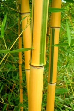Green Groove Golden Bamboo - Phyllostachys Aureosulcata 'Spectabilis' - 3 Gallon Pot (4-6') 15 Green Groove Golden Bamboo - Phyllostachys Aureosulcata 'Spectabilis' - 3 Gallon Pot (4-6') -Plant Shop Bamboo Spectabilis 13