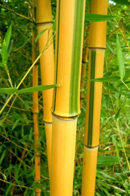Green Groove Golden Bamboo - Phyllostachys Aureosulcata 'Spectabilis' - 3 Gallon Pot (4-6') 9 Green Groove Golden Bamboo - Phyllostachys Aureosulcata 'Spectabilis' - 3 Gallon Pot (4-6') - Image 7
