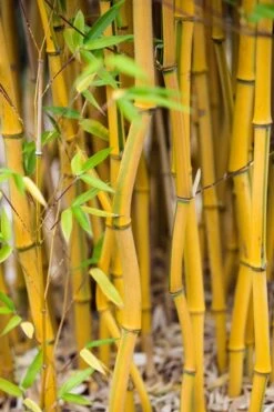 Green Groove Golden Bamboo - Phyllostachys Aureosulcata 'Spectabilis' - 3 Gallon Pot (4-6') 14 Green Groove Golden Bamboo - Phyllostachys Aureosulcata 'Spectabilis' - 3 Gallon Pot (4-6') -Plant Shop Bamboo Spectabilis 17