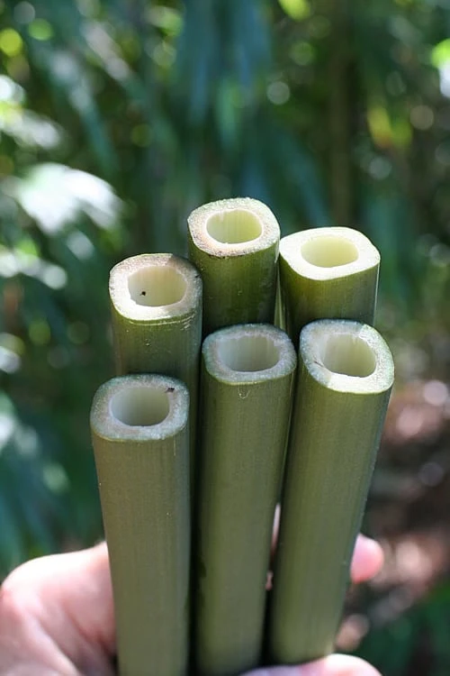 Square Stem Bamboo - Chimonobambusa Quadrangularis - 5 Gallon Pot 3 Square Stem Bamboo - Chimonobambusa Quadrangularis - 5 Gallon Pot