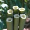 Square Stem Bamboo (Chimonobambusa Quadrangularis) - 3 Gallon Pot (2-4') -Plant Shop Bamboo Square