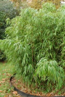 Square Stem Bamboo - Chimonobambusa Quadrangularis - 5 Gallon Pot 14 Square Stem Bamboo - Chimonobambusa Quadrangularis - 5 Gallon Pot -Plant Shop Bamboo Square 2 1