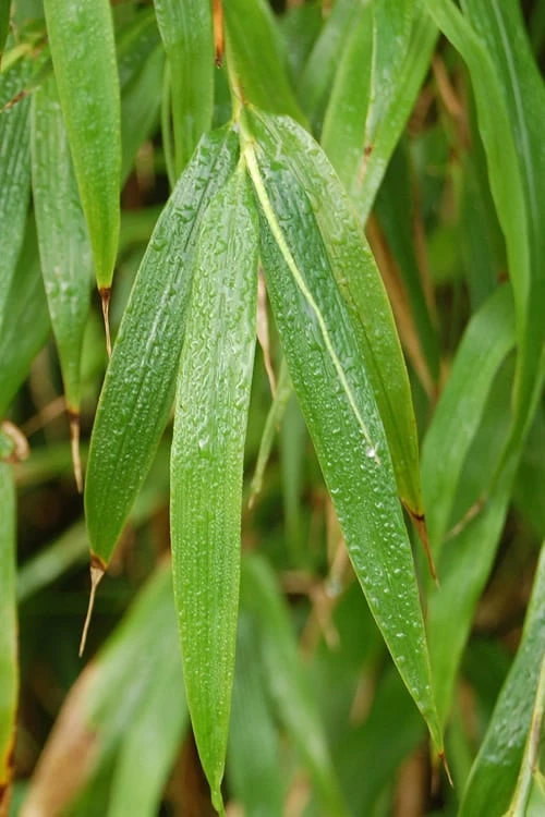 Square Stem Bamboo - Chimonobambusa Quadrangularis - 5 Gallon Pot 7 Square Stem Bamboo - Chimonobambusa Quadrangularis - 5 Gallon Pot - Image 5