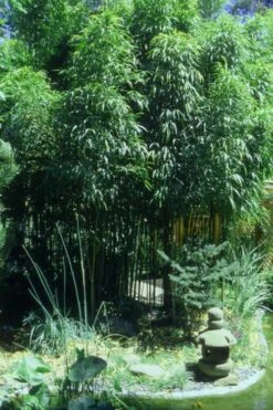 Square Stem Bamboo (Chimonobambusa Quadrangularis) - 3 Gallon Pot (2-4') 15 Square Stem Bamboo (Chimonobambusa Quadrangularis) - 3 Gallon Pot (2-4') -Plant Shop Bamboo Square 4