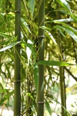 Square Stem Bamboo - Chimonobambusa Quadrangularis - 5 Gallon Pot 12 Square Stem Bamboo - Chimonobambusa Quadrangularis - 5 Gallon Pot -Plant Shop Bamboo Square 7 1