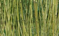 Stone Bamboo - Phyllostachys Angusta - 3 Gallon Pot (3-4') -Plant Shop Bamboo Stone 3