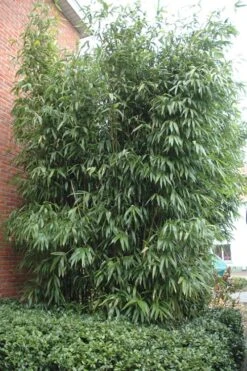 Temple Bamboo (Semiarundinaria Fastuosa) - 3 Gallon Pot (4-6'+) 14 Temple Bamboo (Semiarundinaria Fastuosa) - 3 Gallon Pot (4-6'+) -Plant Shop Bamboo Temple 9