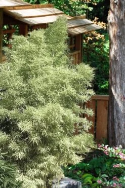 Variegated Chinese Temple Bamboo - Sinobambusa Tootsik 'Albostriata' - 3 Gallon Pot -Plant Shop Bamboo Variegated Chinese Temple Bamboo 5