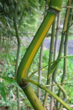 Yellow Groove Bamboo (Phyllostachys Aureosulcata) - 3 Gallon Pot (4-6'+) -Plant Shop Bamboo Yellow Groove 11