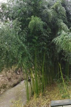 Yellow Groove Bamboo (Phyllostachys Aureosulcata) - 3 Gallon Pot (4-6'+) -Plant Shop Bamboo Yellow Groove 13