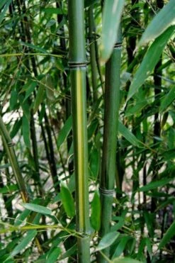 Yellow Groove Bamboo (Phyllostachys Aureosulcata) - 3 Gallon Pot (4-6'+) -Plant Shop Bamboo Yellow Groove 9