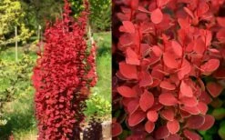 Orange Rocket Barberry - 2 Gallon Pot -Plant Shop Barberry Orange Rocket 2