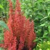 Orange Rocket Barberry - 2 Gallon Pot -Plant Shop Barberry Orange Rocket 500x750 1