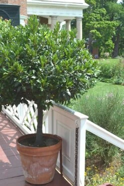 Bay Laurel (Sweet Bay) - Laurus Nobilis - 6 Pack Of 1 Gallon Pots -Plant Shop Bay Laurel 10