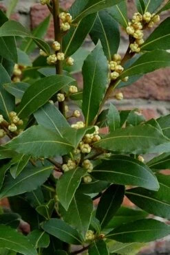 Bay Laurel (Sweet Bay) - Laurus Nobilis - 1 Gallon Pot -Plant Shop Bay Laurel 2 2