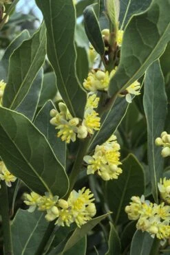 Bay Laurel (Sweet Bay) - Laurus Nobilis - 1 Gallon Pot -Plant Shop Bay Laurel 3 2