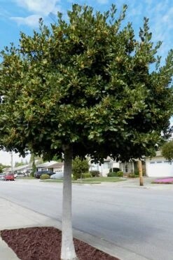 Bay Laurel (Sweet Bay) - Laurus Nobilis - 2 Gallon Pot 14 Bay Laurel (Sweet Bay) - Laurus Nobilis - 2 Gallon Pot -Plant Shop Bay Laurel 5 1