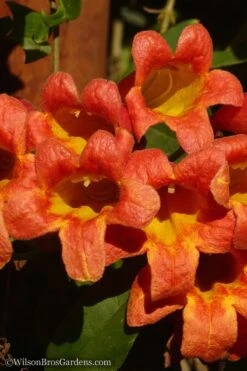 Tangerine Beauty Crossvine Bignonia - 3 Gallon Pot 15 Tangerine Beauty Crossvine Bignonia - 3 Gallon Pot -Plant Shop Bignonia Tangerine Beauty 20