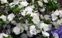 Snowball Bloom 'N Again Azalea - 1 Gallon Pot -Plant Shop Bloom N Again Azalea Snowball