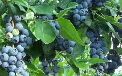 Premier Rabbiteye Blueberry - 3 Gallon Pot -Plant Shop Blueberry Bush Premier