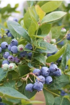 Jubilee Southern Highbush Blueberry - 3 Gallon Pot -Plant Shop Blueberry Southern Higbush Jubilee 500x750 1
