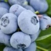 Takes The Cake Rabbiteye Blueberry Bush - 1 Gallon Pot -Plant Shop Blueberry Takes The Cake 500x750 1