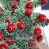 Little John Dwarf Red Bottlebrush (Callistemon Citinus) - 3 Gallon Pot -Plant Shop Bottlebrush Little John 3