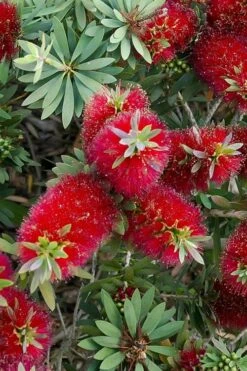 Little John Dwarf Red Bottlebrush (Callistemon Citinus) - 3 Gallon Pot -Plant Shop Bottlebrush Little John 4