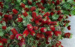 Little John Dwarf Red Bottlebrush (Callistemon Citinus) - 3 Gallon Pot -Plant Shop Bottlebrush Little John 7