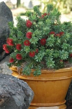 Little John Dwarf Red Bottlebrush (Callistemon Citinus) - 3 Gallon Pot -Plant Shop Bottlebrush Little John 9