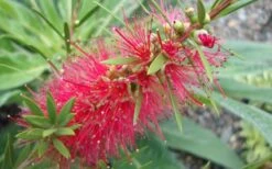 Woodlanders Cold Hardy Red Bottlebrush - Callistemon - 3 Gallon Pot -Plant Shop Bottlebrush Woodlanders Hardy 1 1